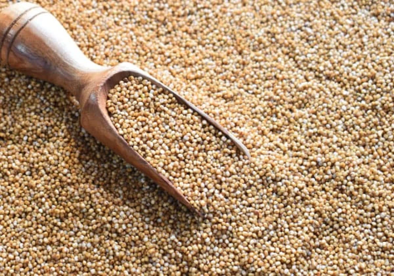 Kodo Millet / कोदो